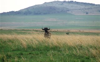 256 ha Farm in Three Rivers
