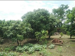 4 ha Farm in Tongaat Central