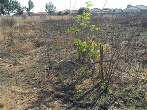 1090 m² Land available in Riversdale
