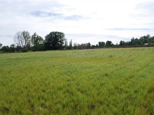 4282 ha Smallholding in Bethlehem