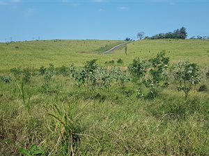 3.5 ha Smallholding in Ballito