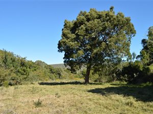 145 ha Farm in Wittedrift
