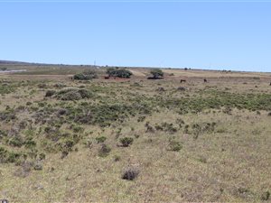 7 ha Farm in Jeffreys Bay