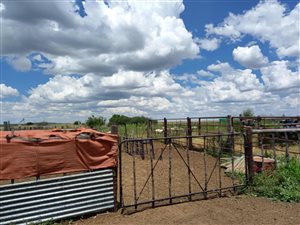 Farm in Boshof