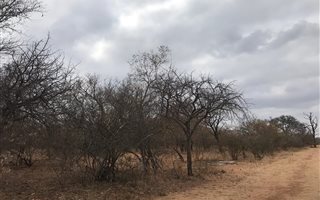 4900 m² Land available in Hoedspruit Wildlife Estate