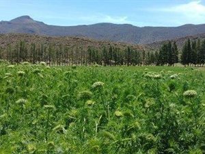 165 ha Farm in Laingsburg