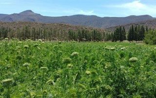 165 ha Farm in Laingsburg
