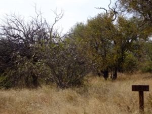 3000 m² Land available in Blyde Wildlife Estate