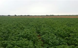 1131 ha Farm in Christiana