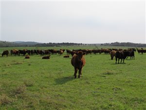 108 ha Farm in Gedults River