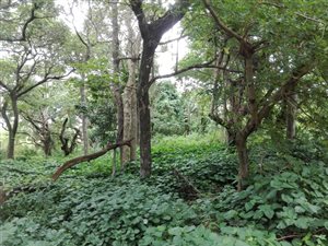 1584 m² Land available in Southport