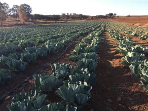 146 ha Farm in Fochville