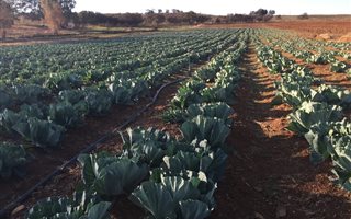 146 ha Farm in Fochville