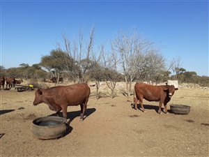 550 ha Farm in Modimolle