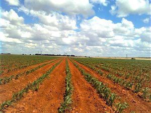 315 m² Land available in Bultfontein
