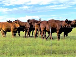 108 ha Farm in Vereeniging