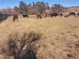 Farm in Plettenberg Bay