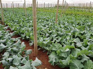 133 ha Farm in Kareedouw
