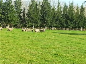 133 ha Farm in Kareedouw
