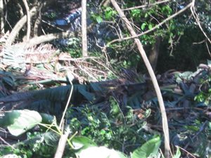 1981 m² Land available in Leisure Bay