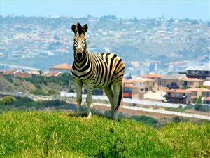 1833 m² Land available in Hartenbos