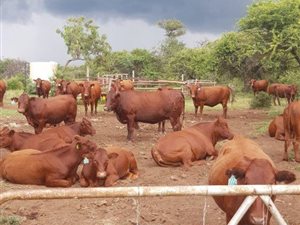 869 ha Farm in Lydenburg