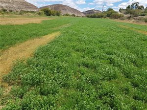 9 ha Farm in Ladismith