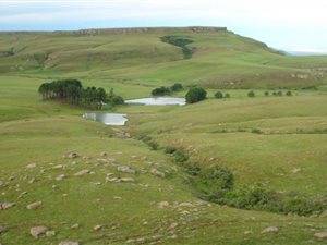 1385 ha Farm in Harrismith