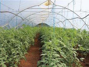 16 ha Farm in Wartburg