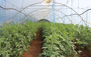 16 ha Farm in Wartburg