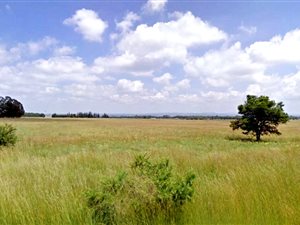 2.3 ha Land available in Nelsonia