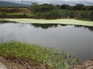 55 ha Farm in Marblehall