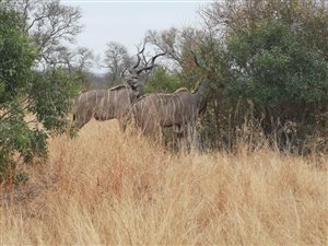 Game Farm in Groot Marico