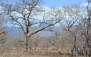 3930 m² Land available in Blyde Wildlife Estate