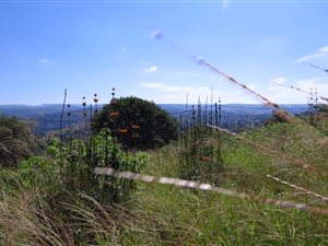 1240 m² Land available in Nagina