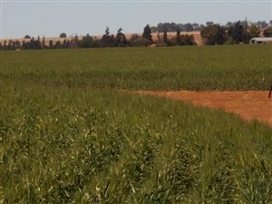 168 ha Farm in Bainsvlei