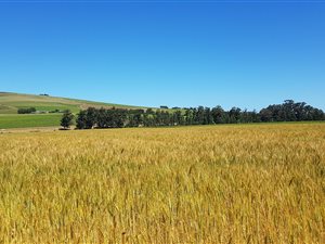 38 ha Farm in Stellenbosch Central