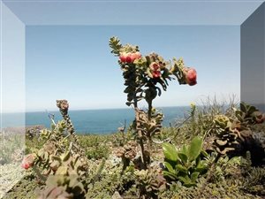 980 m² Land available in Village On Sea