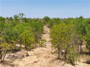 2100 m² Land available in Phalaborwa