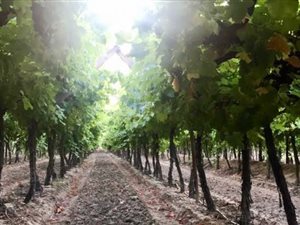 10 ha Farm in Calitzdorp