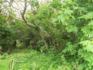 1682 m² Land available in Palm Beach