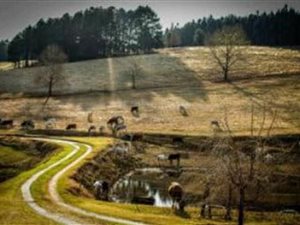 19 ha Farm in Howick