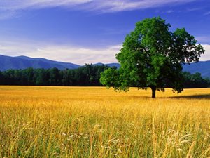 1 ha Land available in Rispark