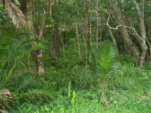 1566 m² Land available in Palm Beach