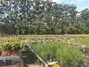10.5 ha Farm in Nseleni