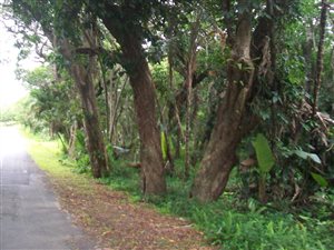 1440 m² Land available in Palm Beach
