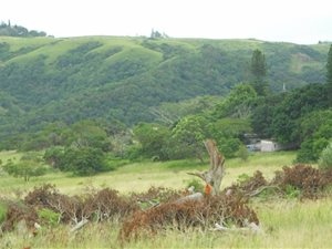 137 ha Farm in Shelly Beach