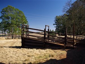 260 ha Farm in Carolina