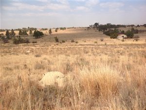 9 ha Farm in Laezonia