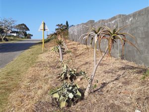 1175 m² Land available in Kenton-on-Sea